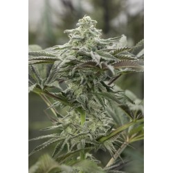 LEMON CITRON · Humboldt Seeds Organization · cannabis seeds · Fem