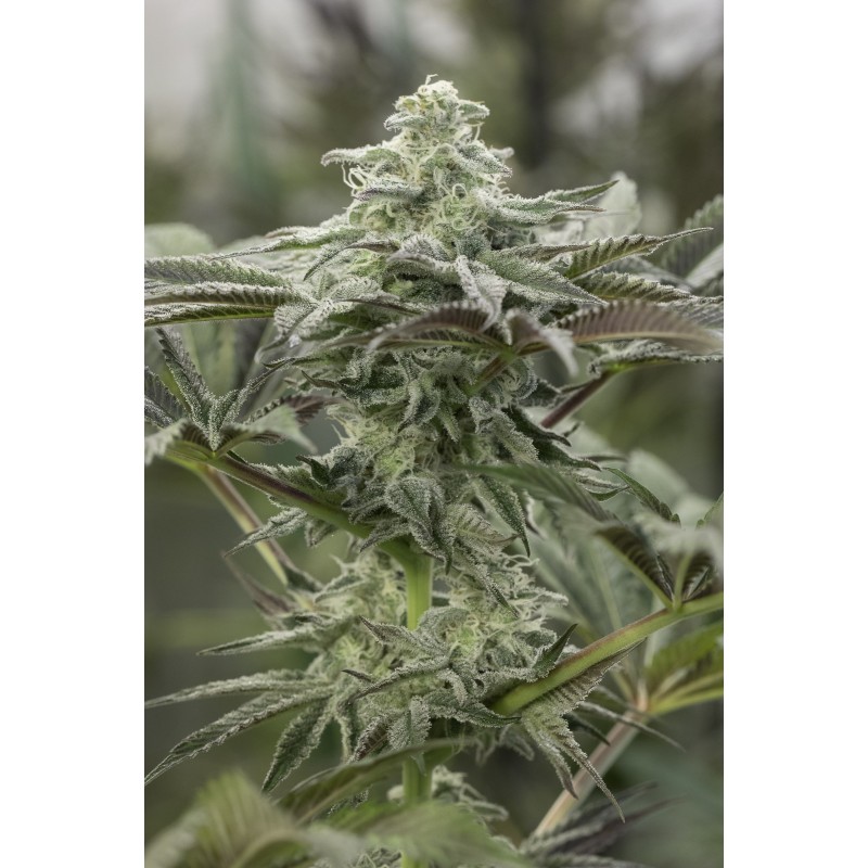 LEMON CITRON · Humboldt Seeds Organization · semi di canapa  · Fem