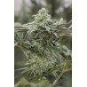 LEMON CITRON · Humboldt Seeds Organization · semi di canapa  · Fem