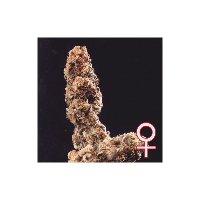 AFGHANI SPECIAL · K.C.Brains Seeds cannabis seeds · semi di canapa indiana · Fem
