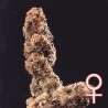 AFGHANI SPECIAL · K.C.Brains Seeds cannabis seeds · semi di canapa indiana · Fem