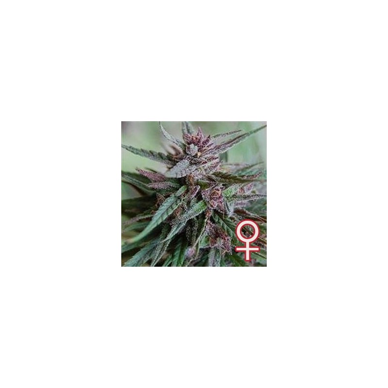BAHIA BLACK HEAD · K.C.Brains Seeds cannabis seeds · semi di canapa indiana · Fem