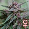 BAHIA BLACK HEAD · K.C.Brains Seeds cannabis seeds · semi di canapa indiana · Fem