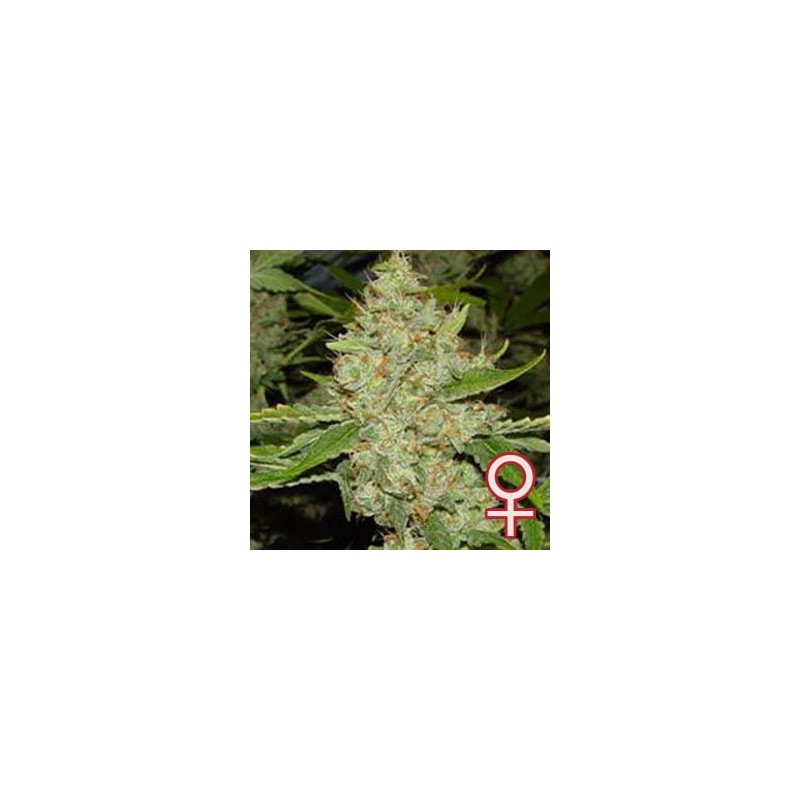 BRAINS CHOICE · K.C.Brains Seeds cannabis seeds · semi di canapa indiana · Fem