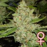 BRAINS CHOICE · K.C.Brains Seeds cannabis seeds · semi di canapa indiana · Fem