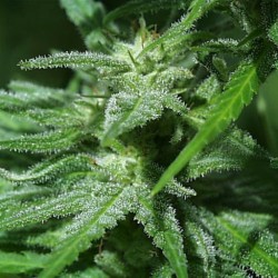 BRAINS DAMAGE · K.C.Brains Seeds · cannabis samen · Fem