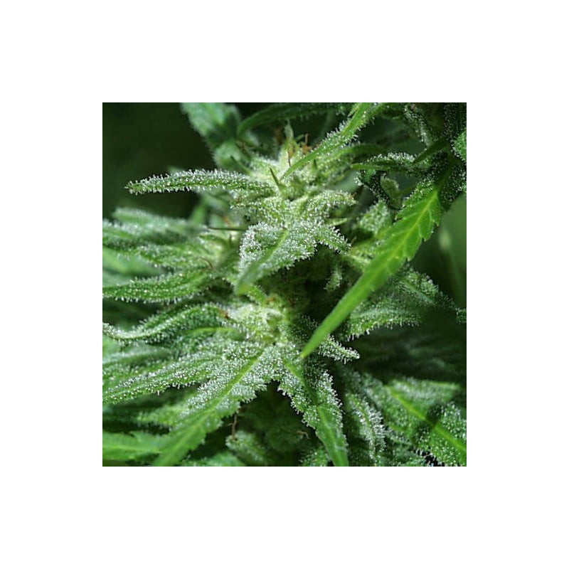 BRAINS DAMAGE · K.C.Brains Seeds · semi di canapa indiana · Fem