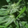 BRAINS DAMAGE · K.C.Brains Seeds · cannabis seeds · Fem
