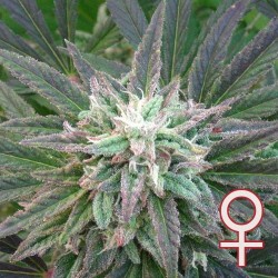 BRAINS ESCAPE · K.C.Brains Seeds · kaufen cannabis samen · Fem