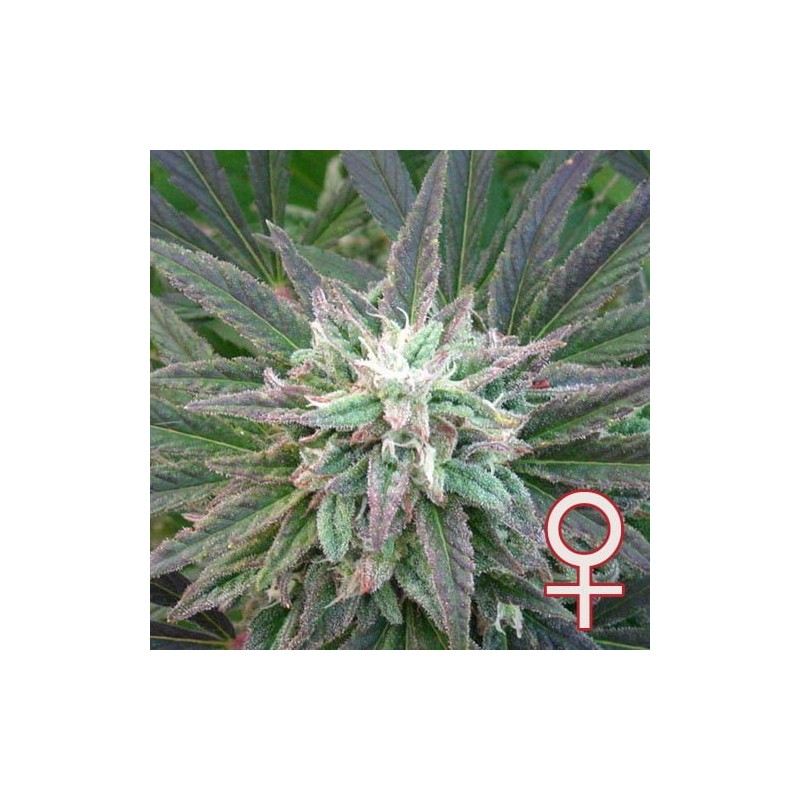 BRAINS ESCAPE · K.C.Brains Seeds · semi di canapa indiana · Fem