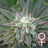 BRAINS ESCAPE · K.C.Brains Seeds · cannabis seeds · Fem