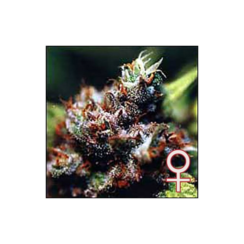BRASIL · K.C.Brains Seeds · semi di canapa indiana · Fem