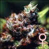 BRASIL · K.C.Brains Seeds · cannabis seeds · Fem