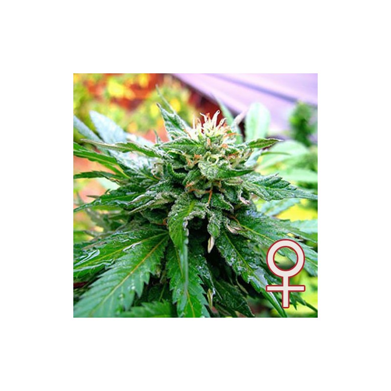 CALIFORNIA SPECIAL · K.C.Brains Seeds · semi di canapa indiana · Fem