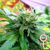 CALIFORNIA SPECIAL · K.C.Brains Seeds · semi di canapa indiana · Fem