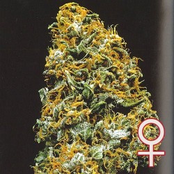 CRISTAL PARADISE · K.C.Brains Seeds · kaufen cannabis samen · Fem