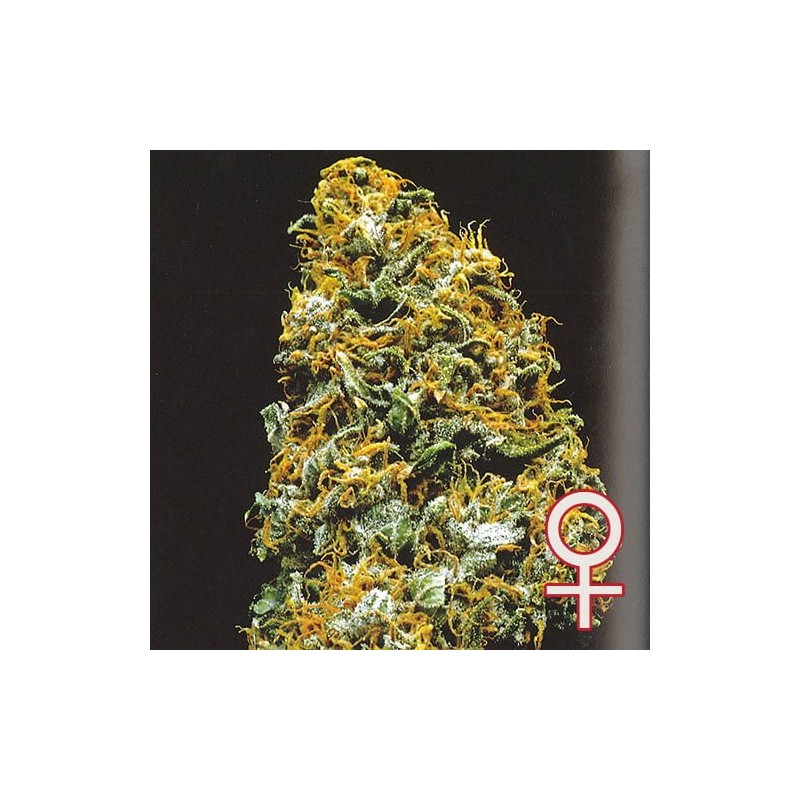 CRISTAL PARADISE · K.C.Brains Seeds · semi di canapa indiana · Fem