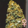 CRISTAL PARADISE · K.C.Brains Seeds · semi di canapa indiana · Fem