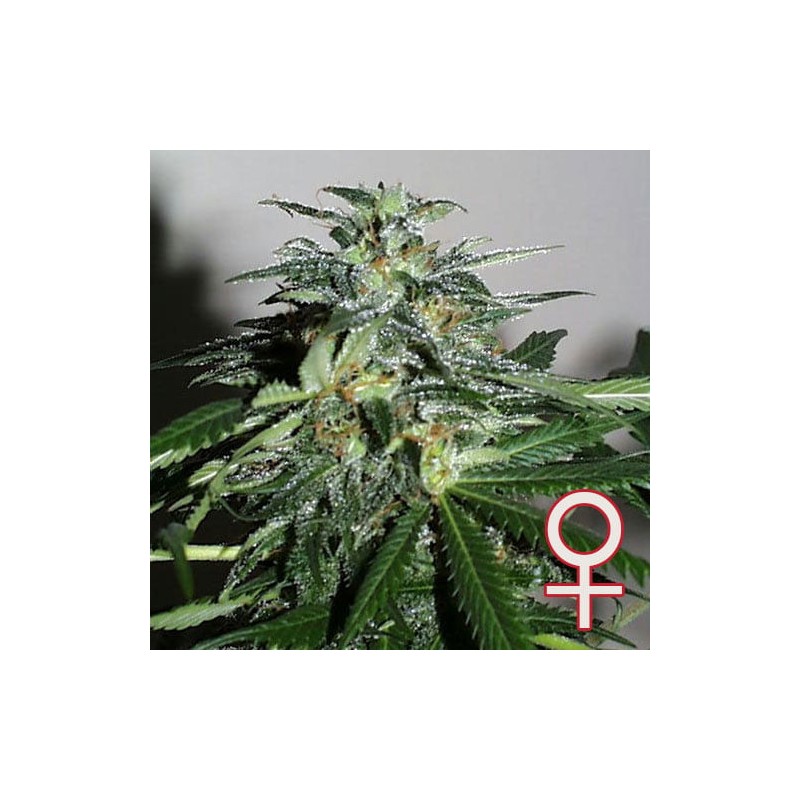 CYBER CRISTAL · K.C.Brains Seeds · semi di canapa indiana · Fem
