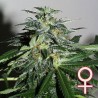 CYBER CRISTAL · K.C.Brains Seeds · semi di canapa indiana · Fem
