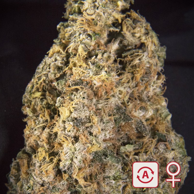 DIAMOND QUEEN KUSH AUTO · K.C.Brains Seeds · semi di canapa indiana · AutoFem
