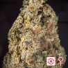 DIAMOND QUEEN KUSH AUTO · K.C.Brains Seeds · semi di canapa indiana · AutoFem