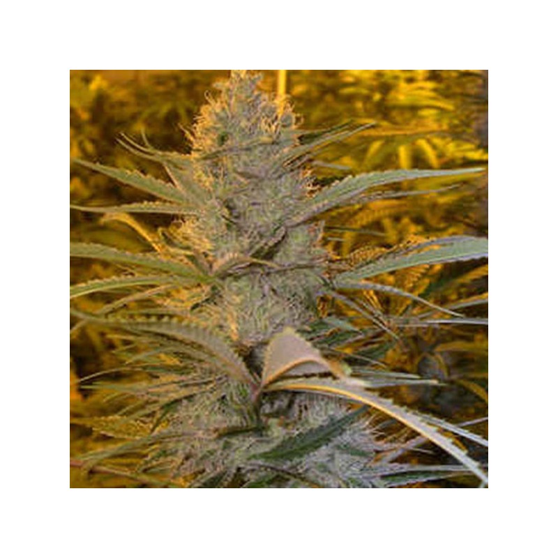 DOUBLE D · K.C.Brains Seeds · semi di canapa indiana · Fem