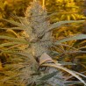 DOUBLE D · K.C.Brains Seeds · cannabis seeds · Fem