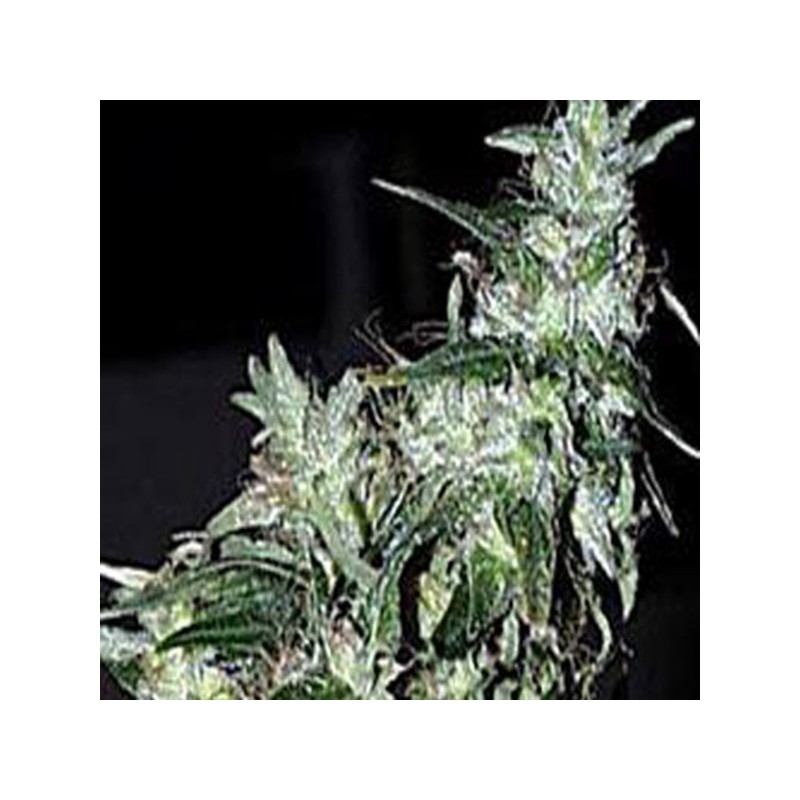HAZE SPECIAL · K.C.Brains Seeds · semi di canapa indiana · Fem