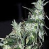 HAZE SPECIAL · K.C.Brains Seeds · semi di canapa indiana · Fem