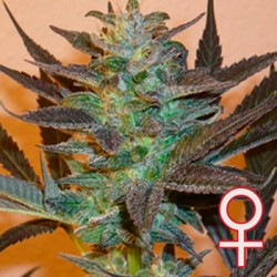 K.C. 48 AUTO · K.C.Brains Seeds · kaufen cannabis samen · AutoFem