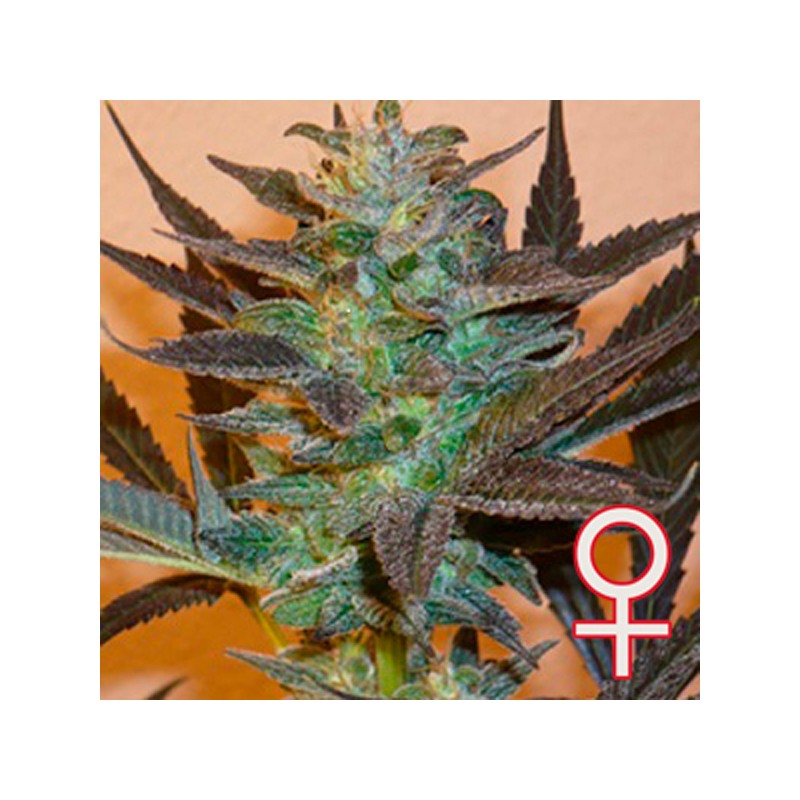 K.C. 48 AUTO · K.C.Brains Seeds · semi di canapa indiana · AutoFem