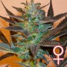 K.C. 48 AUTO · K.C.Brains Seeds · cannabis seeds · AutoFem