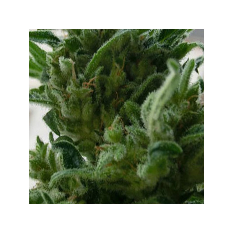 KC33 · K.C.Brains Seeds · semi di canapa indiana · Fem