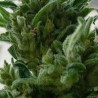 KC33 · K.C.Brains Seeds · cannabis seeds · Fem