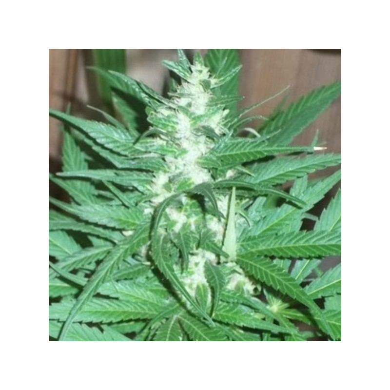 KC 39 · K.C.Brains Seeds · semi di canapa indiana · Fem