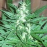 KC 39 · K.C.Brains Seeds · cannabis seeds · Fem