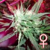 KC 39 · K.C.Brains Seeds · semi di canapa indiana · Fem