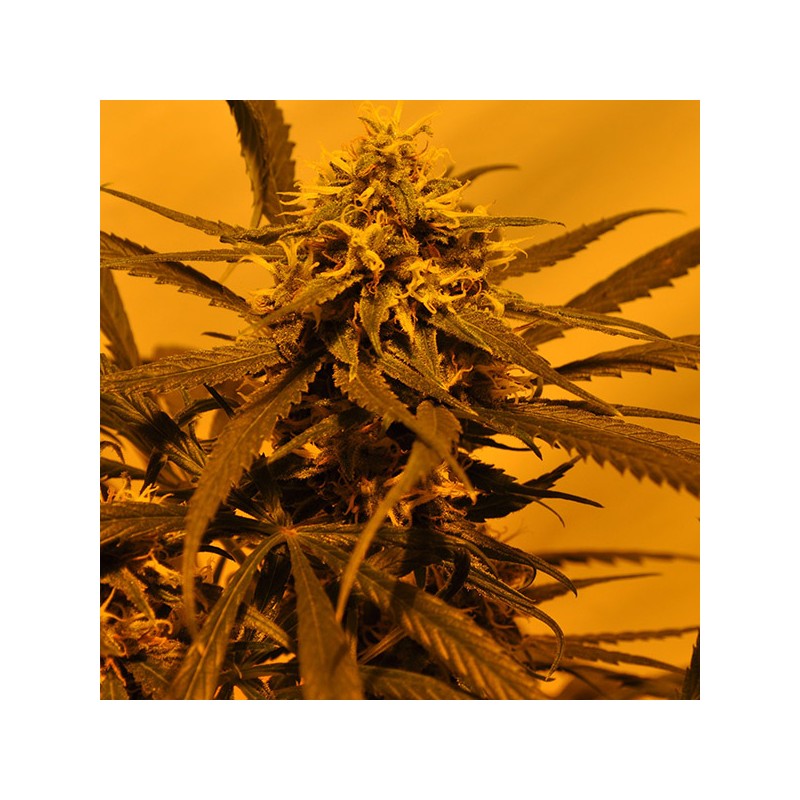 KC 45 AUTO · K.C.Brains Seeds · semi di canapa indiana · AutoFem