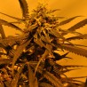 KC 45 AUTO · K.C.Brains Seeds · semi di canapa indiana · AutoFem