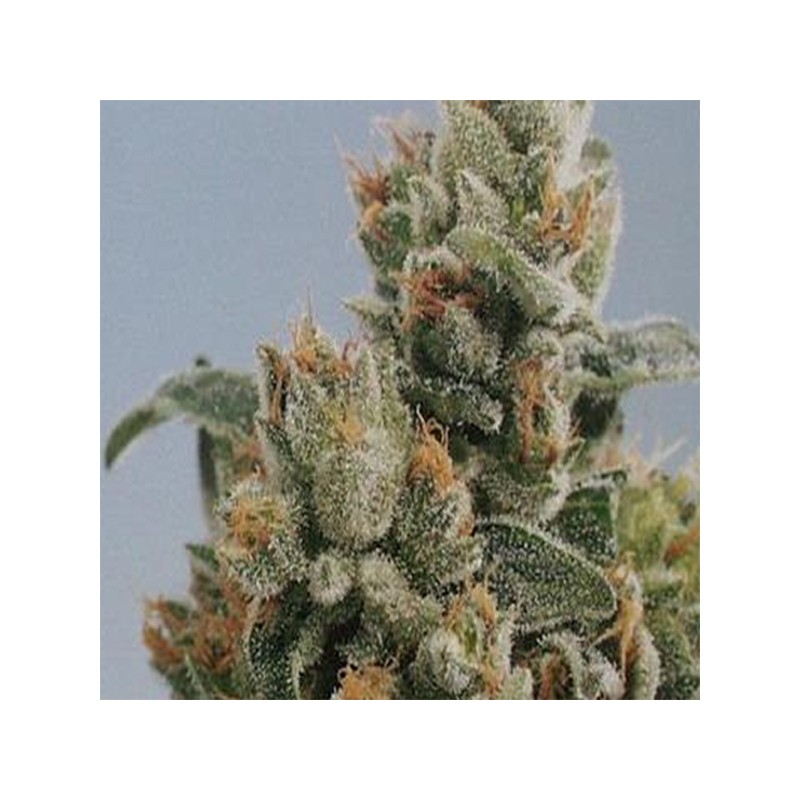 KC36 · K.C.Brains Seeds · semi di canapa indiana · Fem