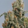 KC36 · K.C.Brains Seeds · semi di canapa indiana · Fem
