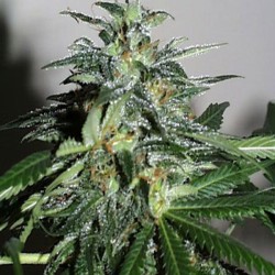 KC42 · K.C.Brains Seeds · cannabis samen · Fem