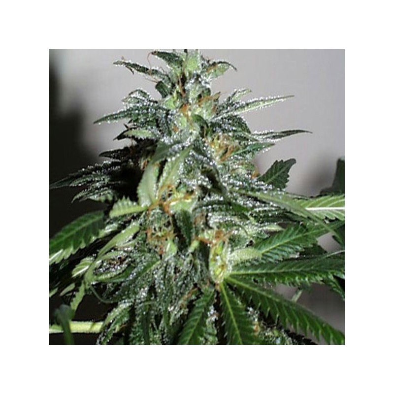 KC42 · K.C.Brains Seeds · semi di canapa indiana · Fem