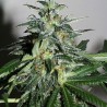 KC42 · K.C.Brains Seeds · semi di canapa indiana · Fem