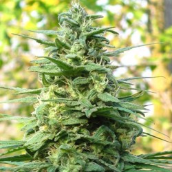 LEDA UNO · K.C.Brains Seeds · kaufen cannabis samen · Fem