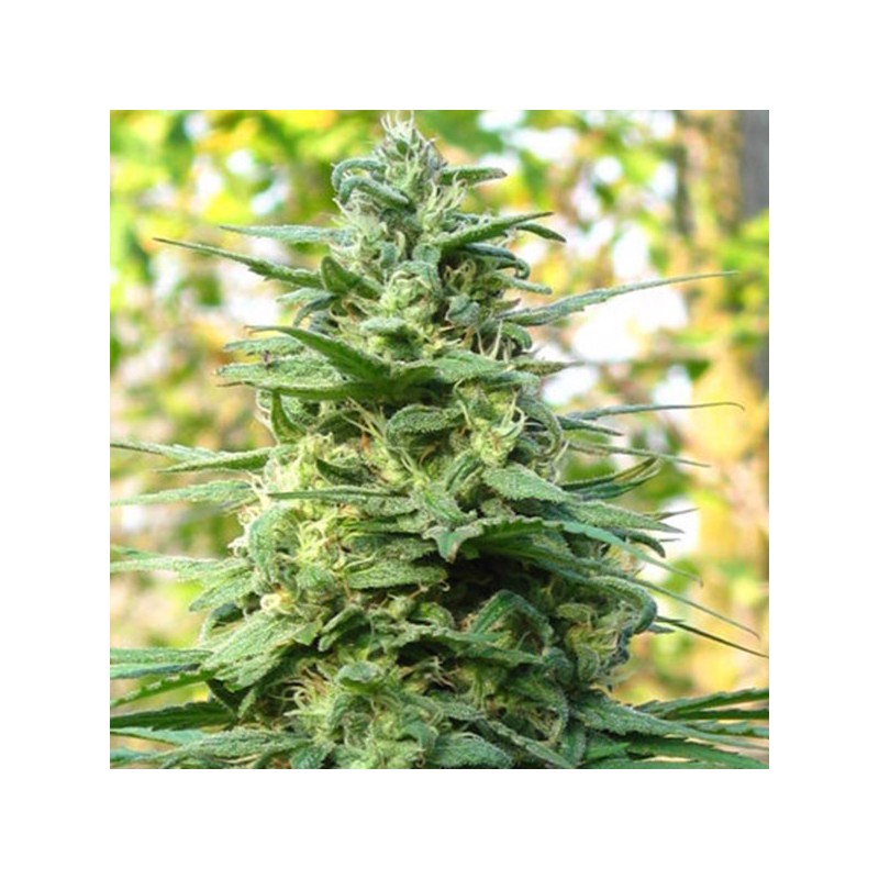 LEDA UNO · K.C.Brains Seeds · semi di canapa indiana · Fem