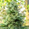 LEDA UNO · K.C.Brains Seeds · semi di canapa indiana · Fem