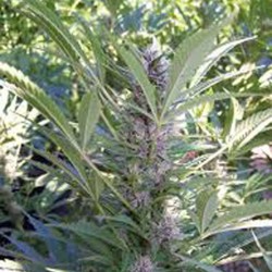 MANGO · K.C.Brains Seeds · cannabis samen · Fem
