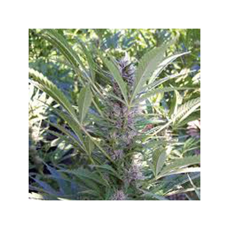MANGO · K.C.Brains Seeds · semi di canapa indiana · Fem